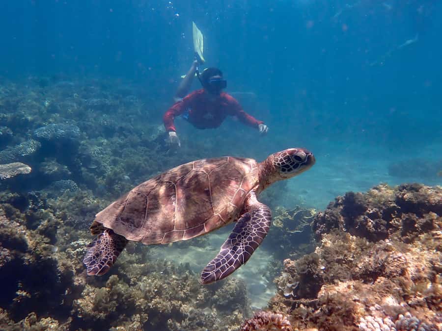Exmouth: Half Day Turtle Kayak & Snorkel Tour - The guides make the difference