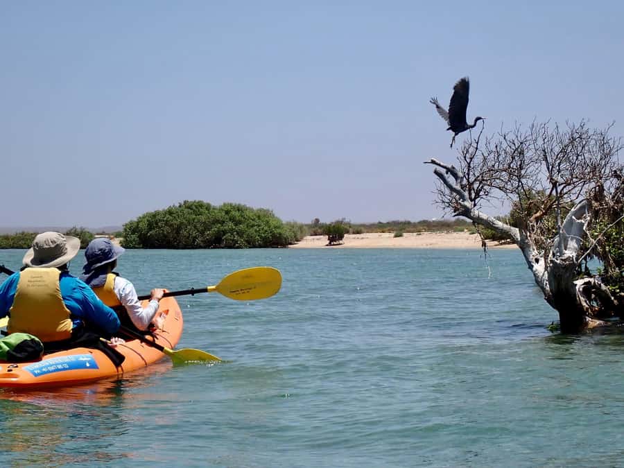 Exmouth: Half Day Turtle Kayak & Snorkel Tour - What the $106 price actually buys