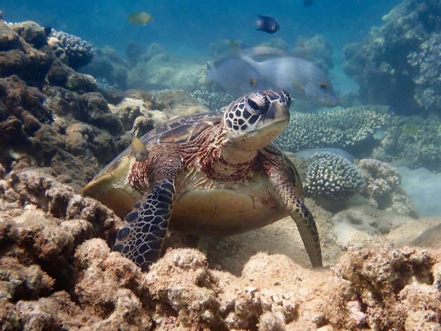 Exmouth: Half Day Turtle Kayak & Snorkel Tour - Pickup in Exmouth and the short drive north