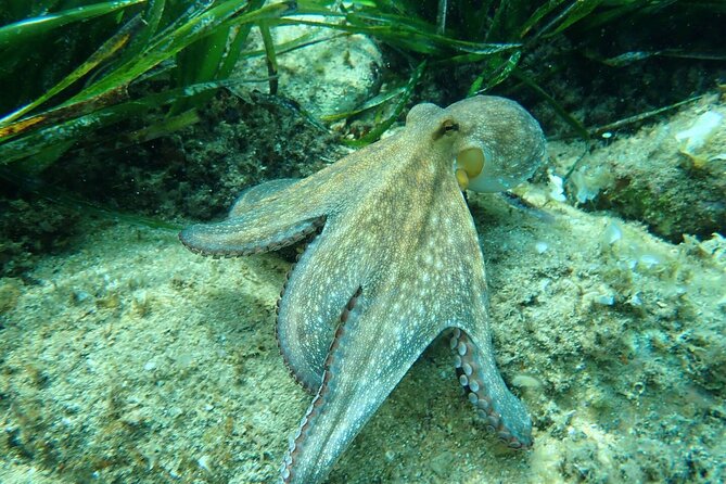 Explore Costa Brava & Tossa de Mar Coastal Trails, Snorkel & Meal - Why this Costa Brava day trip works from Barcelona