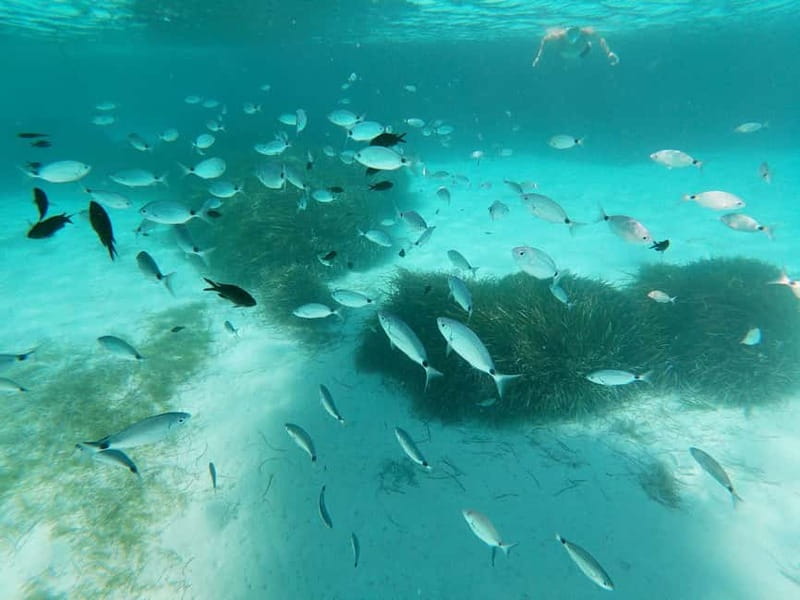 Favignana and Levanzo Island: Swim, Snorkeling and Lunch - Favignana harbor and a taste of island life