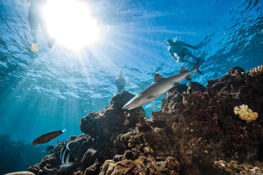 Fiji: Ultimate Encounters Snorkel with Sharks and Lunch - From Port Denarau to Barefoot Kuata