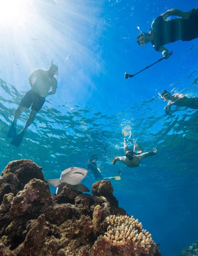Fiji: Ultimate Encounters Snorkel with Sharks and Lunch - Is $191 good value?