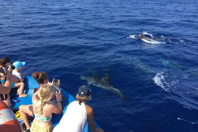 Fishing, Snorkelling & Dolphin Boat Tour - Searching for dolphins and whales