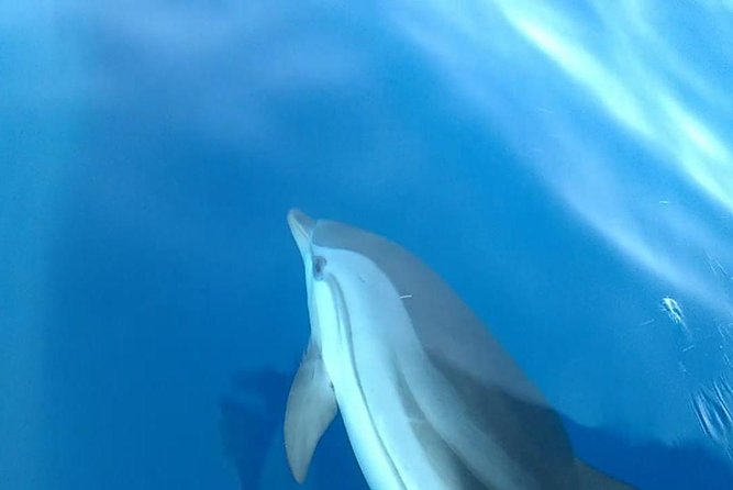 Fishing, Snorkelling & Dolphin Boat Tour - Is $78.44 good value?