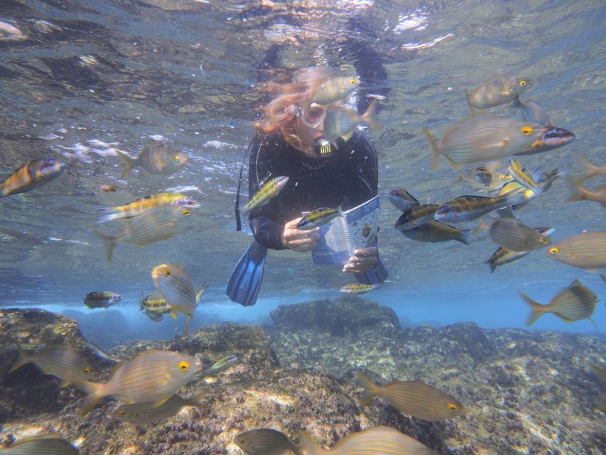 Flamingo Beach: Guided SUP and Snorkeling experience - Snorkeling with fish names and useful context