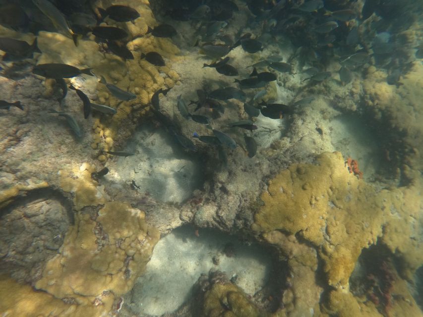 Fort Lauderdale: Guided Snorkeling Reef Tour and Lesson - What this Fort Lauderdale snorkel tour is really like