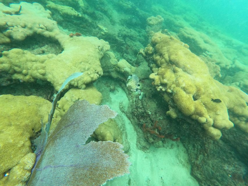 Fort Lauderdale: Guided Snorkeling Reef Tour and Lesson - Looking for angelfish, tangs, and reef life