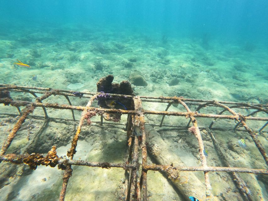 Fort Lauderdale: Guided Snorkeling Reef Tour and Lesson - Meeting the guide at the beach portal