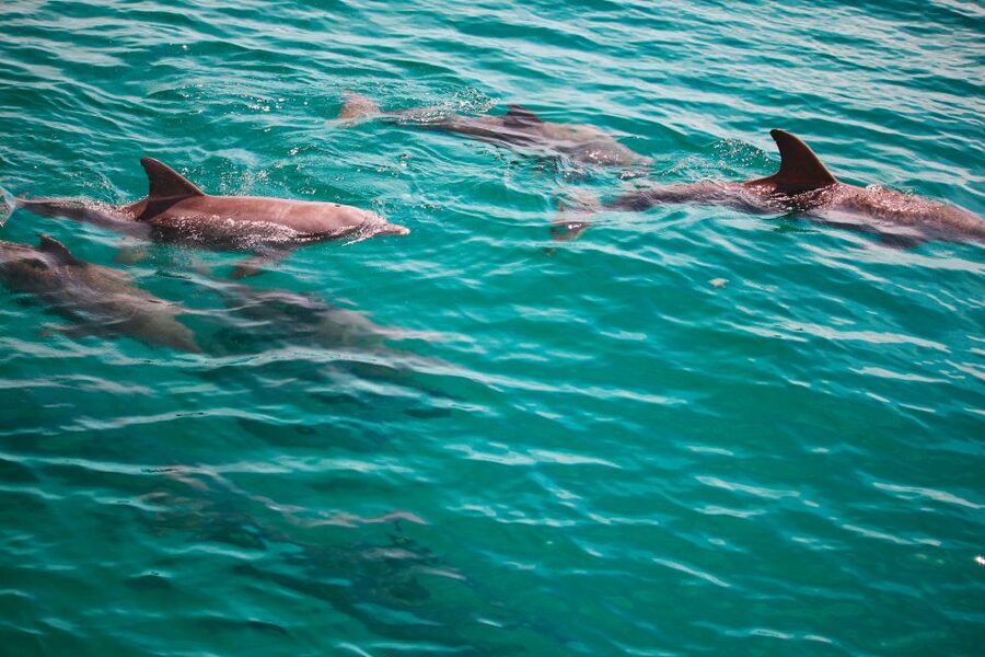 Fort Walton Beach: Morning Dolphin Cruise with Snorkel Stop - Setting Out From 189 Brooks Street SE