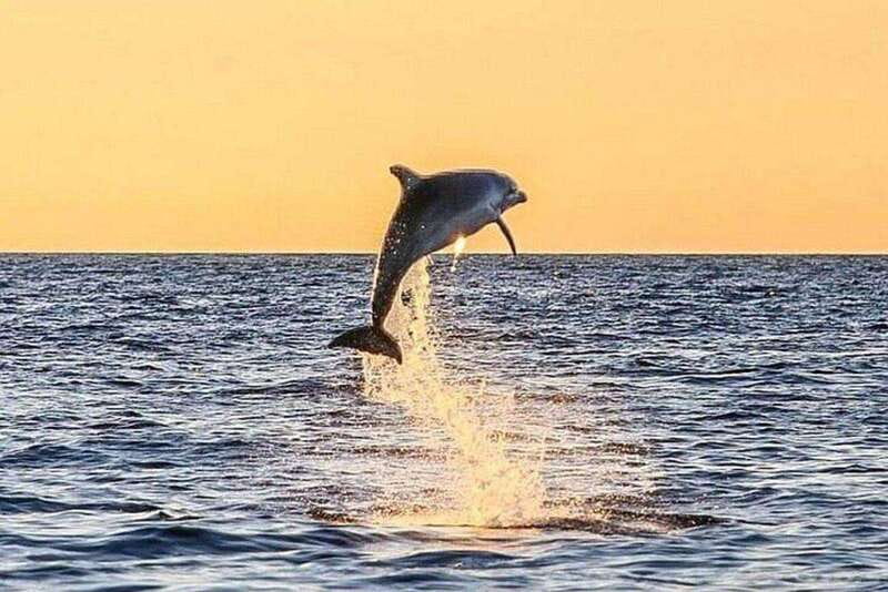 Fort Walton: Dolphin Discovery and Snorkeling Cruise - Cruising through Destin Harbor