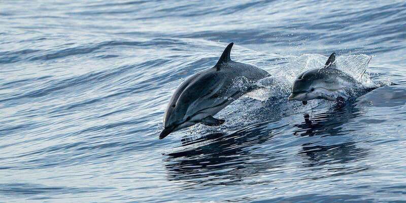 Fort Walton: Dolphin Discovery and Snorkeling Cruise - Snorkeling in the Gulf waters