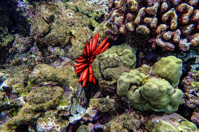 Four Winds Molokini Snorkeling Tour from Maalaea Harbor - Why the glass-bottom features matter
