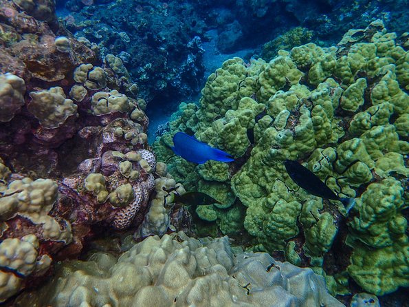 Four Winds Molokini Snorkeling Tour from Maalaea Harbor - What the $202.59 price includes