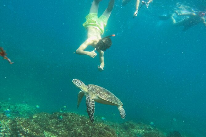 From Abu Dhabi: Snorkeling with turtles in Fujairah with BBQ - What you may see below the surface