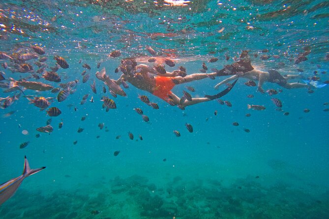 From Abu Dhabi: Snorkeling with turtles in Fujairah with BBQ - BBQ lunch after the water activity