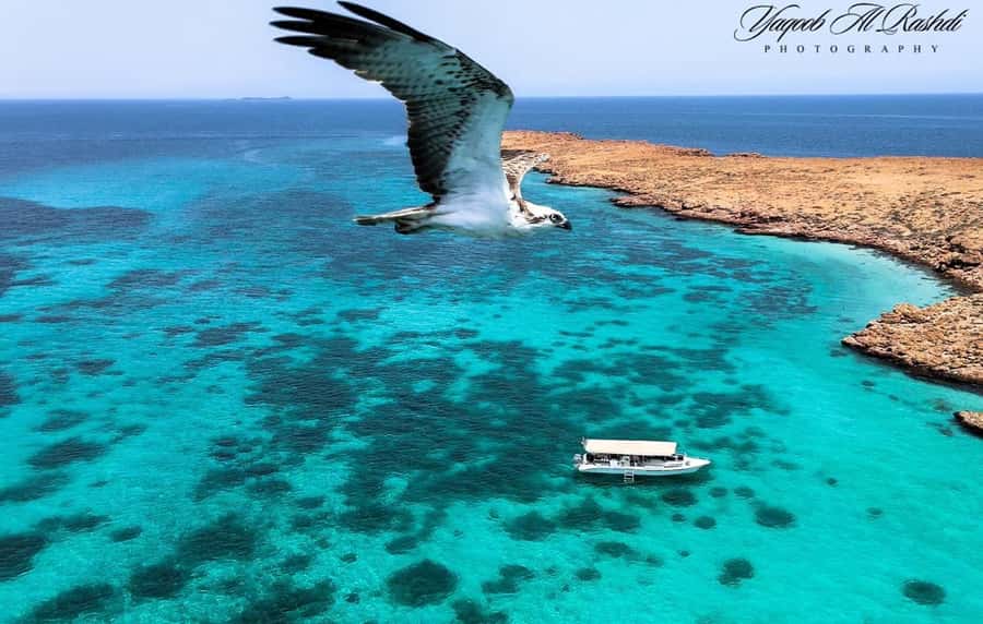 From Al-Seeb: Dimaniyat Islands Boat Trip with Snorkeling - Key Points Before You Book