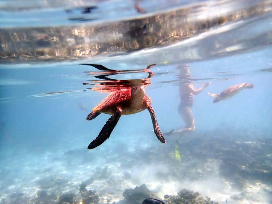 From Al-Seeb: Dimaniyat Islands Boat Trip with Snorkeling - Meeting the Boat at Al-Seeb Port