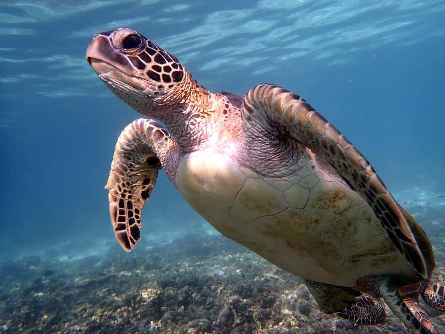 From Al-Seeb: Dimaniyat Islands Boat Trip with Snorkeling - The Black Tip Site and Possible Sharks