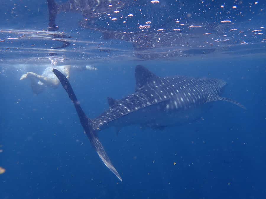 From Al-Seeb: Dimaniyat Islands Boat Trip with Snorkeling - What the Crew Does Well