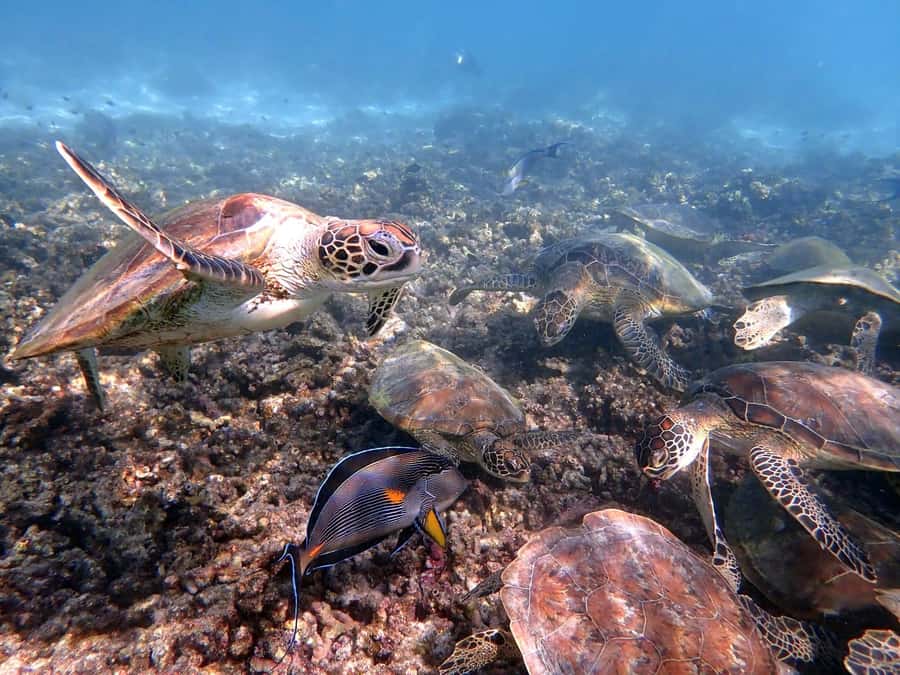 From Al-Seeb: Dimaniyat Islands Boat Trip with Snorkeling - The First Stop: Turtle City and Coral Gardens