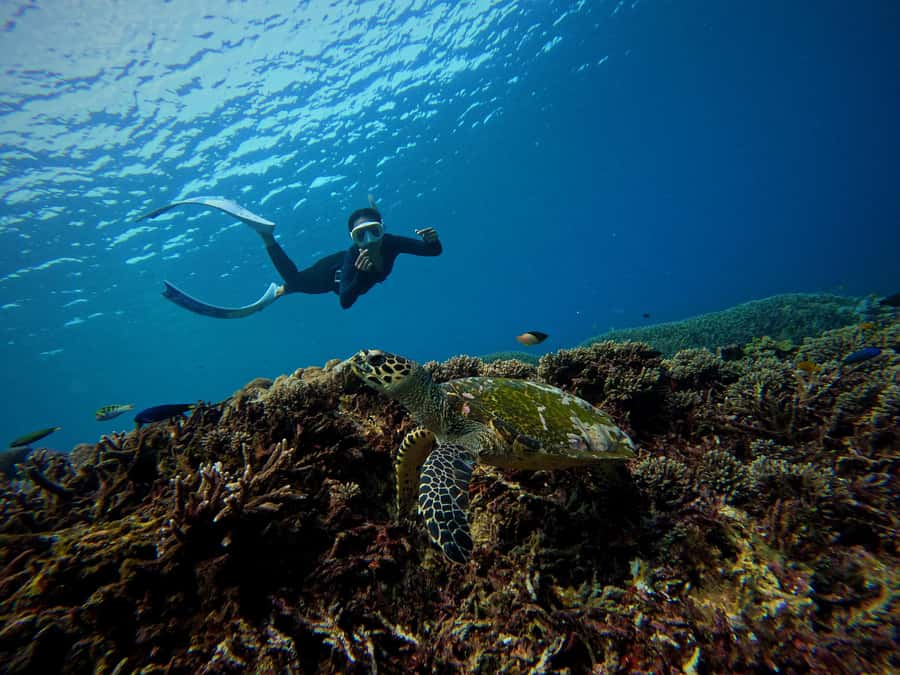 From Bali: 3 Snorkeling Spots Tour to Lembongan and Penida - Who should book this experience?