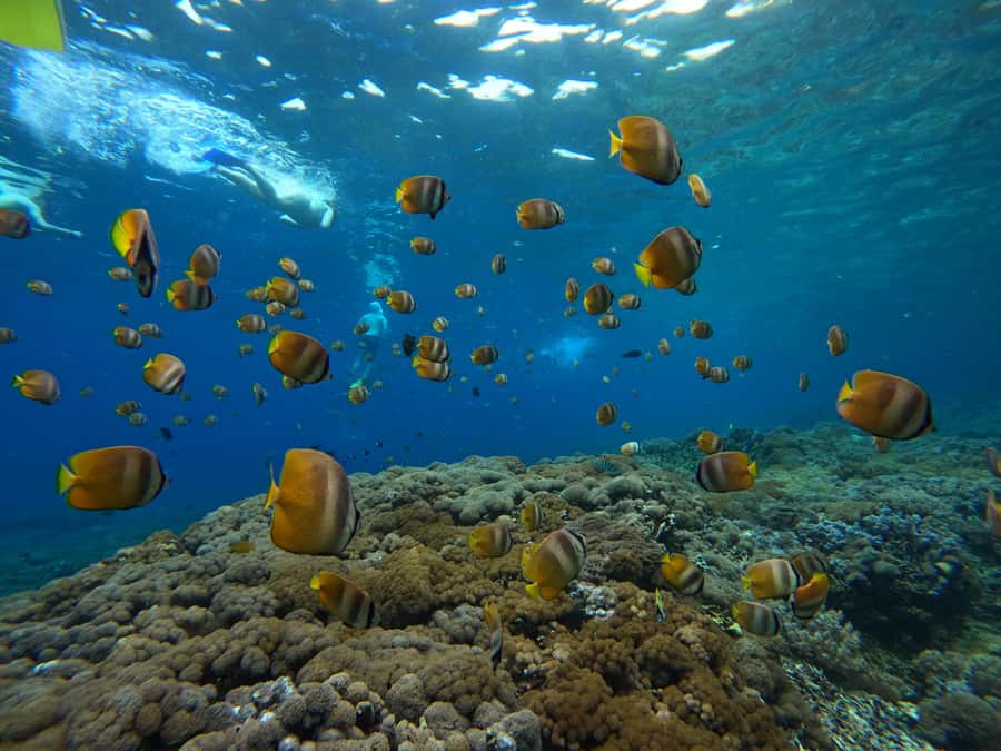 From Bali: 3 Snorkeling Spots Tour to Lembongan and Penida - Crystal Bay and the search for manta rays