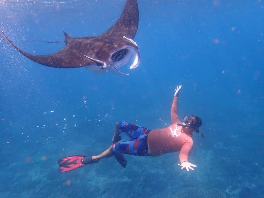 From Bali: 3 Snorkeling Spots Tour to Lembongan and Penida - Buffet lunch near the mangroves
