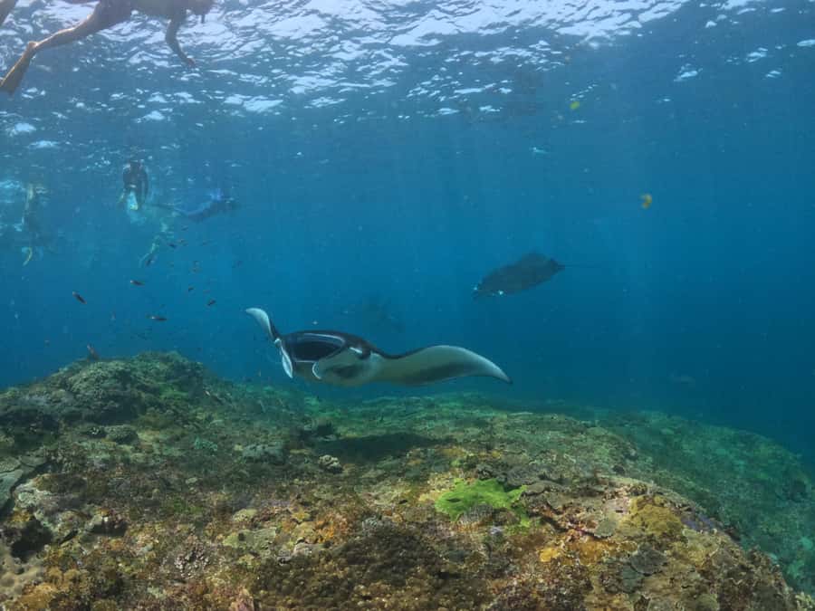 From Bali: 3 Snorkeling Spots Tour to Lembongan and Penida - Is $55 good value for a Bali day trip?