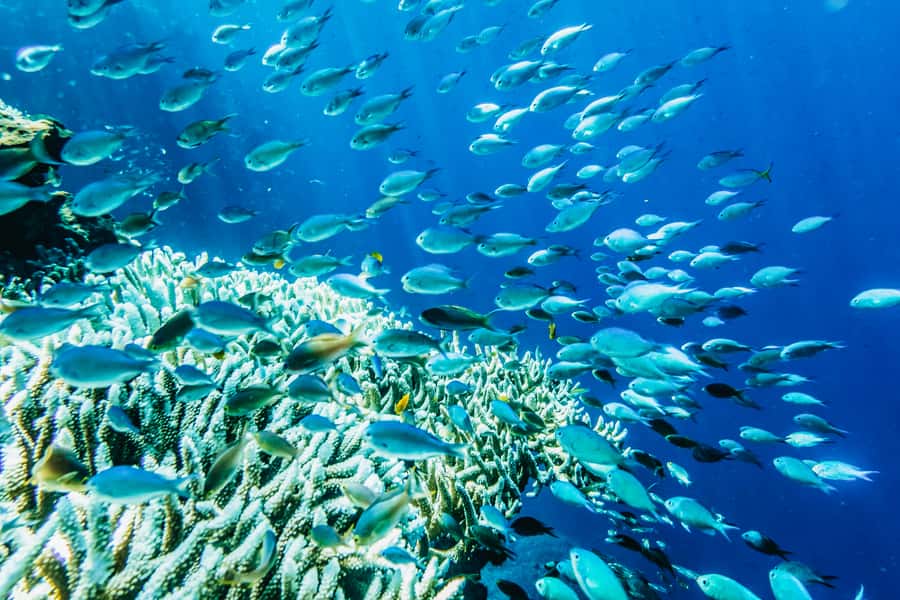 From Bali: 3 Snorkeling Spots Tour to Lembongan and Penida - Reaching the water around Nusa Lembongan and Penida