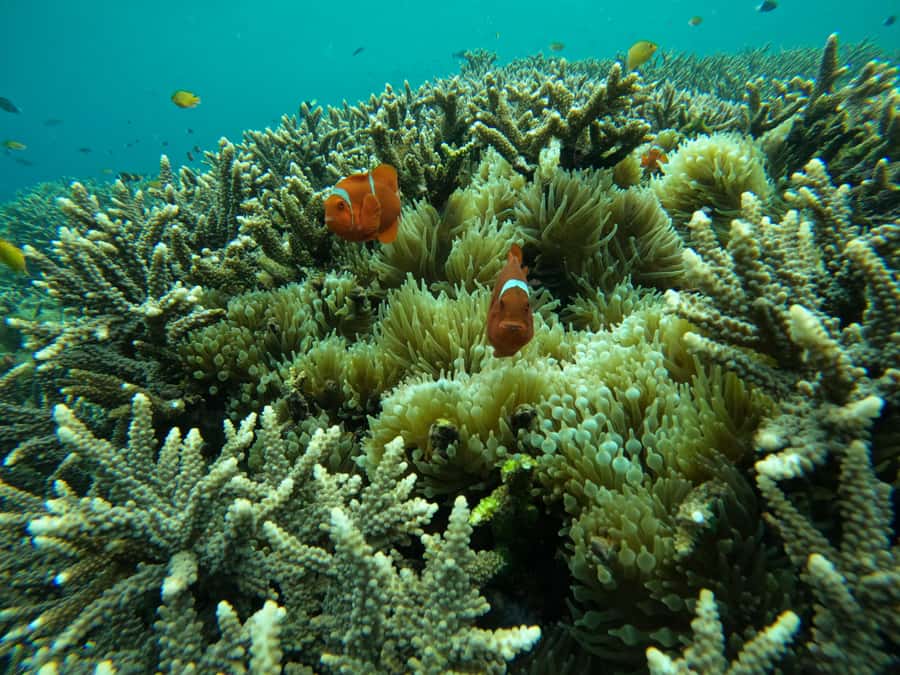 From Bali: Half Day Snorkeling 3 Spots to Lembongan & Penida - Who should book this half-day trip