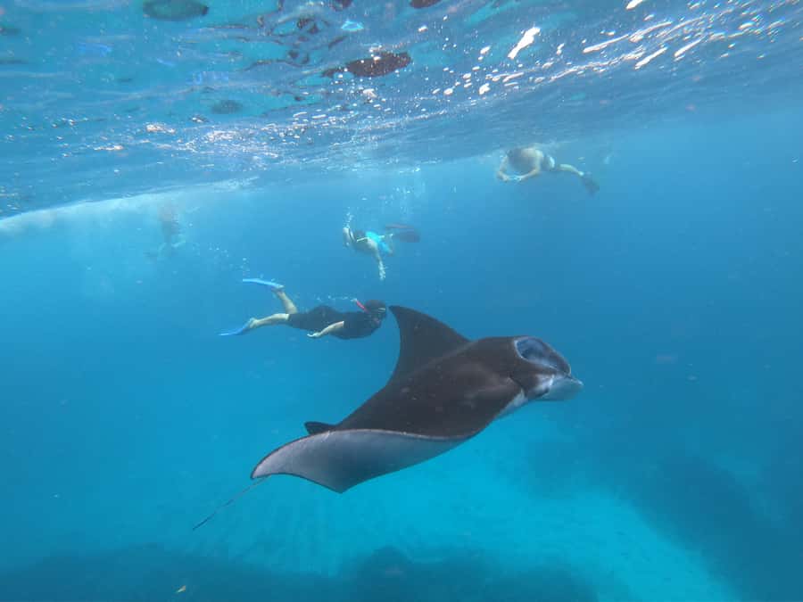 From Bali: Lembongan & Penida 2-Day Tour with Snorkeling - Nusa Penida’s famous coast in one crowded day