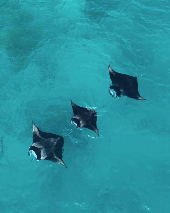 From Bali: Nusa Penida Day Tour & Snorkeling - Snorkeling around Nusa Penida
