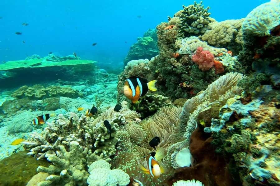 From Bali: Nusa Penida Full Day Private Snorkeling Tour - Toyapakeh Wall changes the view