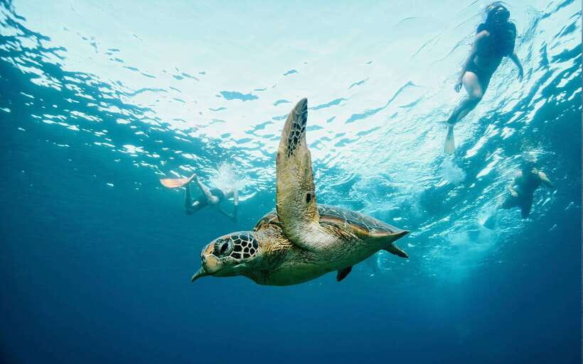 From Bali: Nusa Penida Private Snorkeling Tour with Lunch - Kelingking Cliff and the road across Nusa Penida