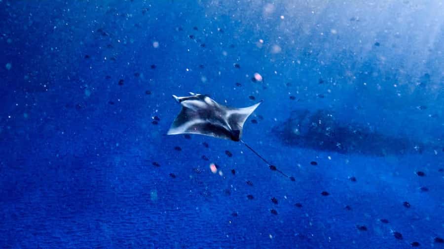 From Bali: Nusa Penida Snorkel 3 Spots w/ GoPro & Kayak tour - Key things to know before booking