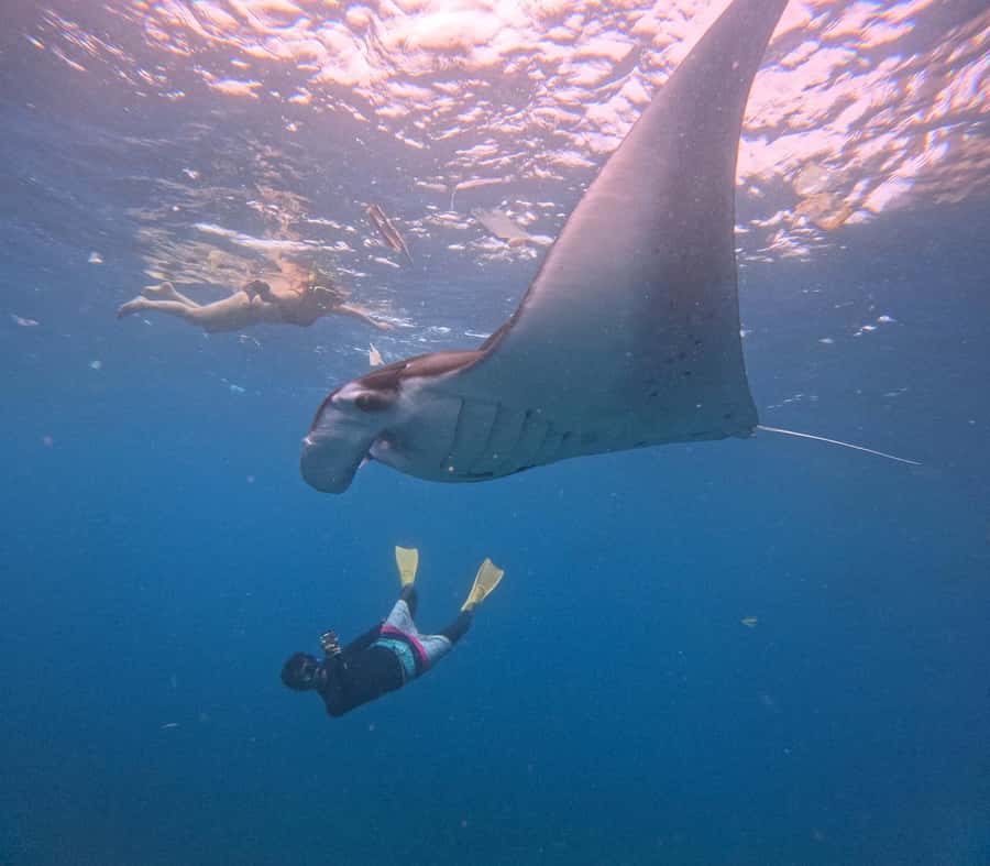 From Bali: Nusa Penida Snorkel 3 Spots w/ GoPro & Kayak tour - Manta Bay: the famous sight is never promised