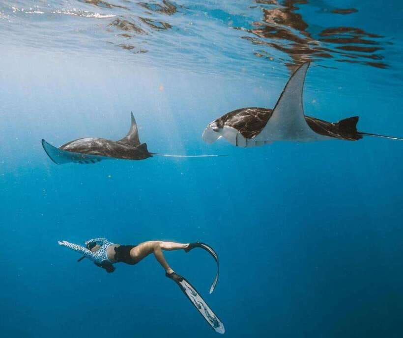 From Bali: Nusa Penida Snorkeling and West Coast Tour - Manta Point: The Main Underwater Attraction