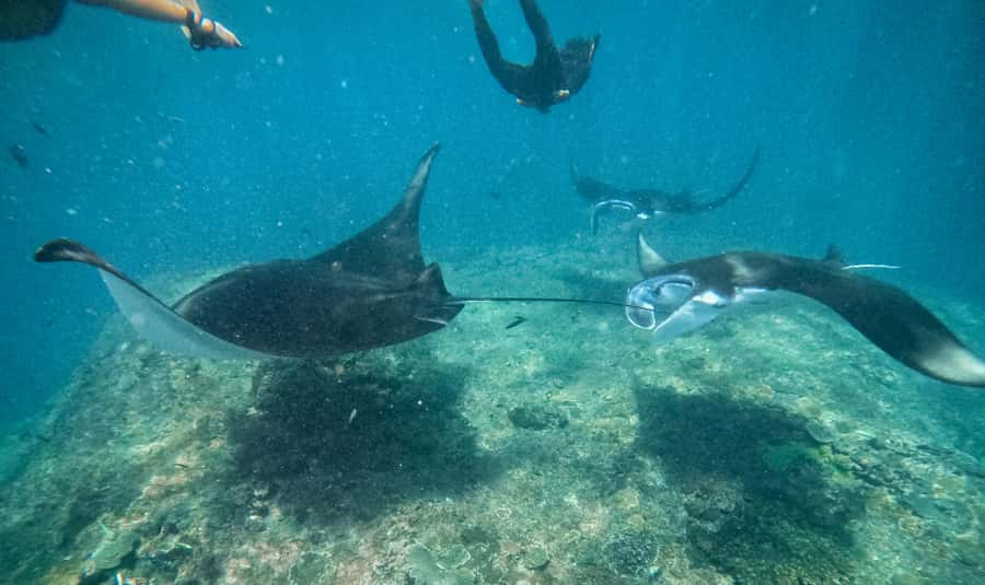 From Bali: Snorkeling at Manta Point Nusa Penida & Land Tour - Sanur Port starts the day before sunrise