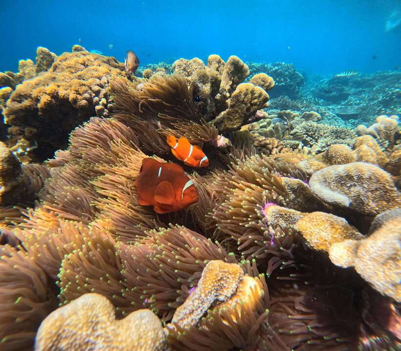From Bali : Snorkeling & Nusa Penida Island Tour with Lunch - The private car makes the island section easier