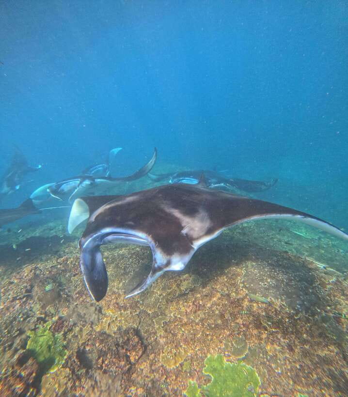 From Bali : Snorkeling & Nusa Penida Island Tour with Lunch - What the $62 price really buys