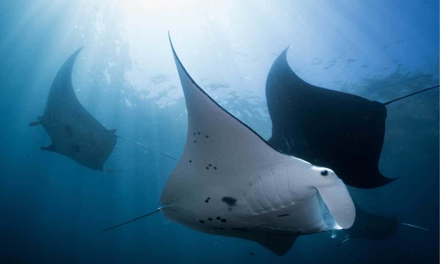 From Bali: West Nusa Penida & Snorkeling Small Group Tour - The early pickup and one-hour speedboat crossing