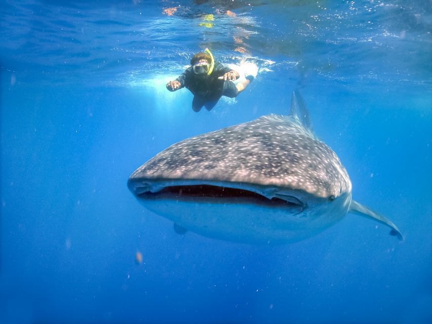 From Cabo: Snorkel with Whale Sharks in La Paz - The early start from Cabo