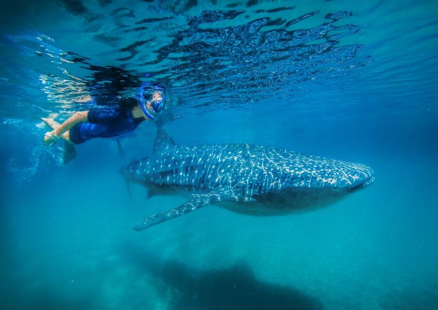 From Cabo: Snorkel with Whale Sharks in La Paz - Reaching La Paz and boarding the boat