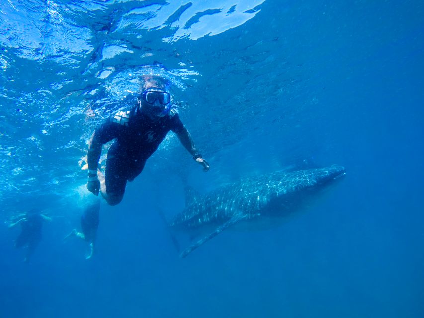 From Cabo: Snorkel with Whale Sharks in La Paz - What swimming with the whale sharks is really like
