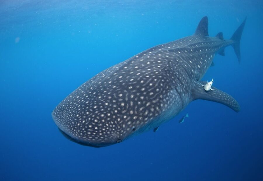 From Cabo: Snorkel with Whale Sharks in La Paz - La Paz boardwalk and the Baja taco lunch