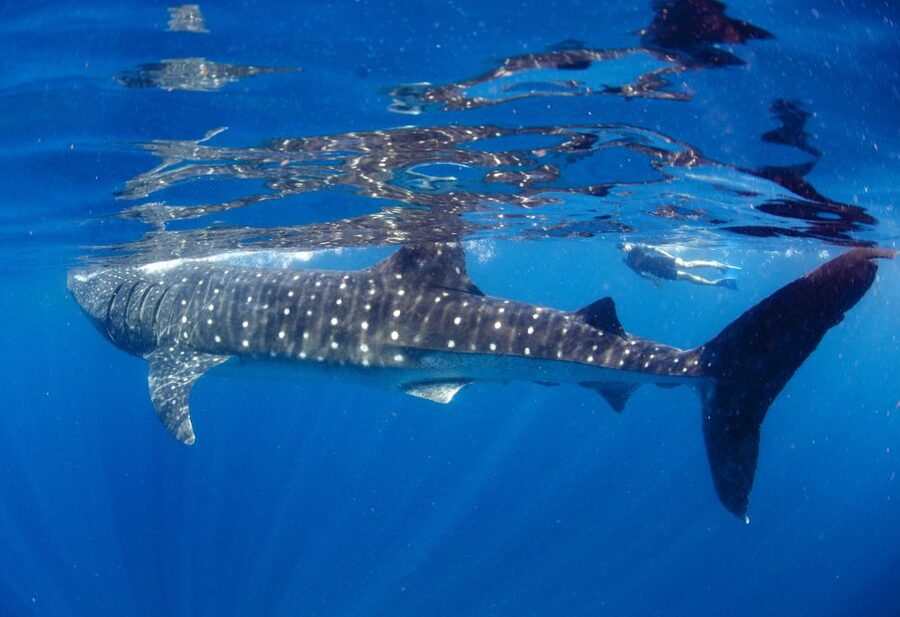From Cabo: Snorkel with Whale Sharks in La Paz - Is $259 a fair price?