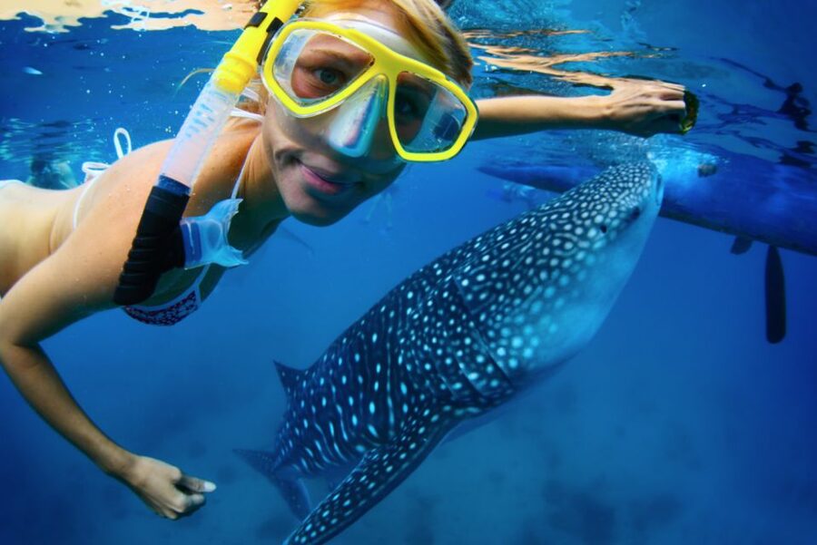 From Cabo: Snorkel with Whale Sharks in La Paz - A quick Hotel California stop before La Paz
