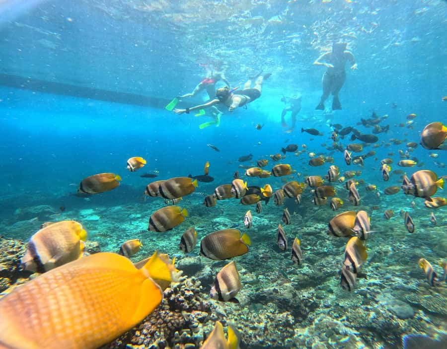 From Ceningan: Snorkeling with Manta Rays & Land Tour - Who should book this experience