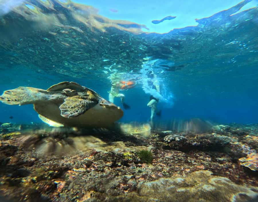 From Ceningan: Snorkeling with Manta Rays & Land Tour - Should you book it?